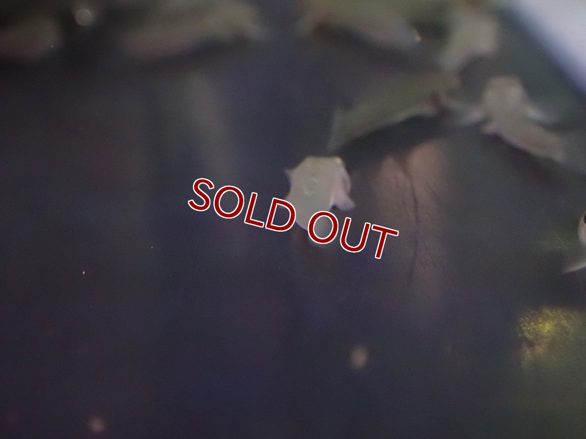 画像4: 【淡水魚】ブルーベリーレッドネオンゴビー【１匹 サンプル画像】(±4-5mm)(ハゼ)(生体)(熱帯魚)NK (4)