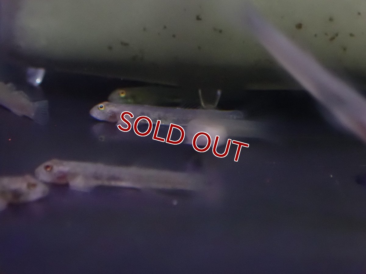 画像5: 【淡水魚】ブルーベリーレッドネオンゴビー【１匹 サンプル画像】(±4-5mm)(ハゼ)(生体)(熱帯魚)NK (5)