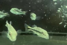 画像1: 【淡水魚】【通販】キクラ sp アルトシングー リアルメラニアエ？ ワイルド【１匹 サンプル画像】(±5-6cm)(大型魚)(生体)おく (1)