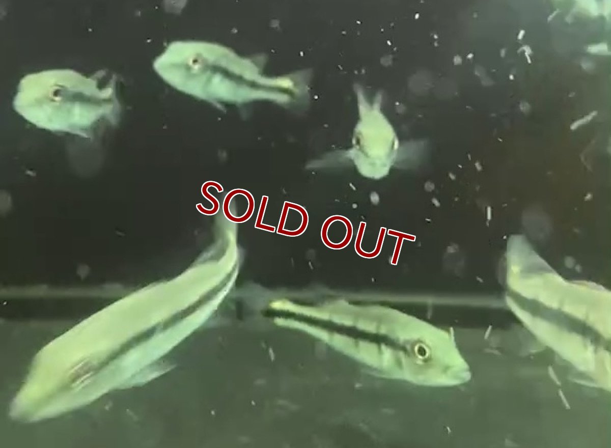 画像2: 【淡水魚】キクラ sp アルトシングー リアルメラニアエ？ ワイルド【１匹 サンプル画像】(±5-6cm)(大型魚)(生体)おく (2)