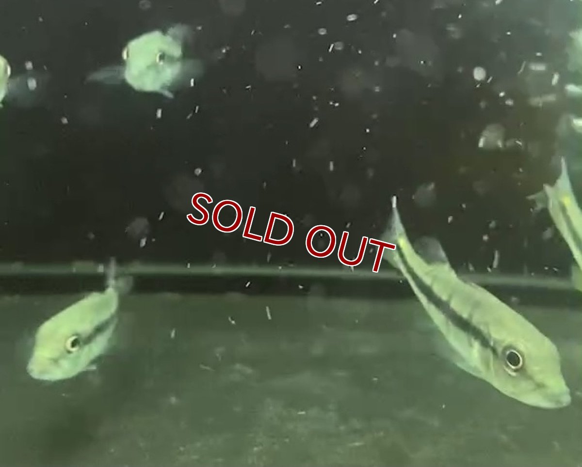 画像3: 【淡水魚】キクラ sp アルトシングー リアルメラニアエ？ ワイルド【１匹 サンプル画像】(±5-6cm)(大型魚)(生体)おく (3)