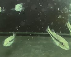 画像3: 【淡水魚】【通販】キクラ sp アルトシングー リアルメラニアエ？ ワイルド【１匹 サンプル画像】(±5-6cm)(大型魚)(生体)おく (3)