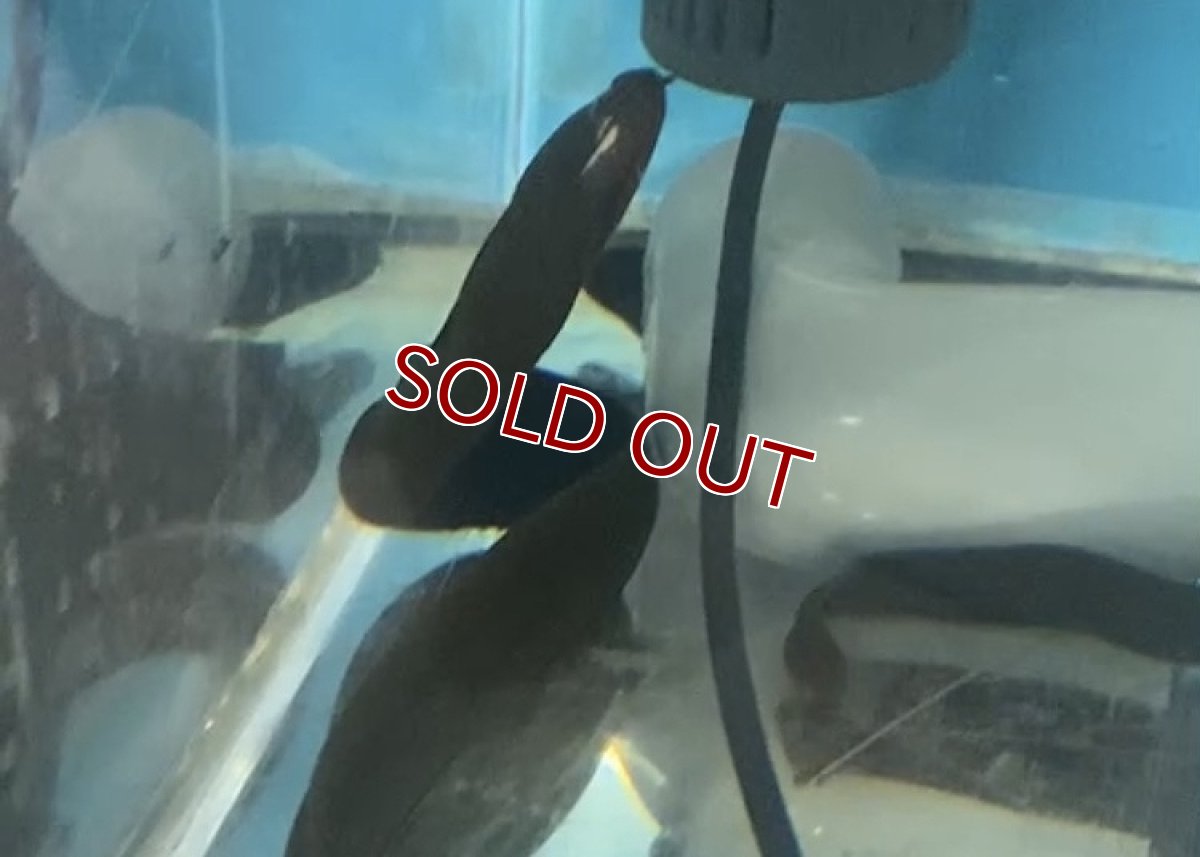 画像1: 【淡水魚】特価 淡水ウツボ ホワイトチークモレイ【１匹 サンプル画像】(大型魚)(生体)(熱帯魚)NKO (1)