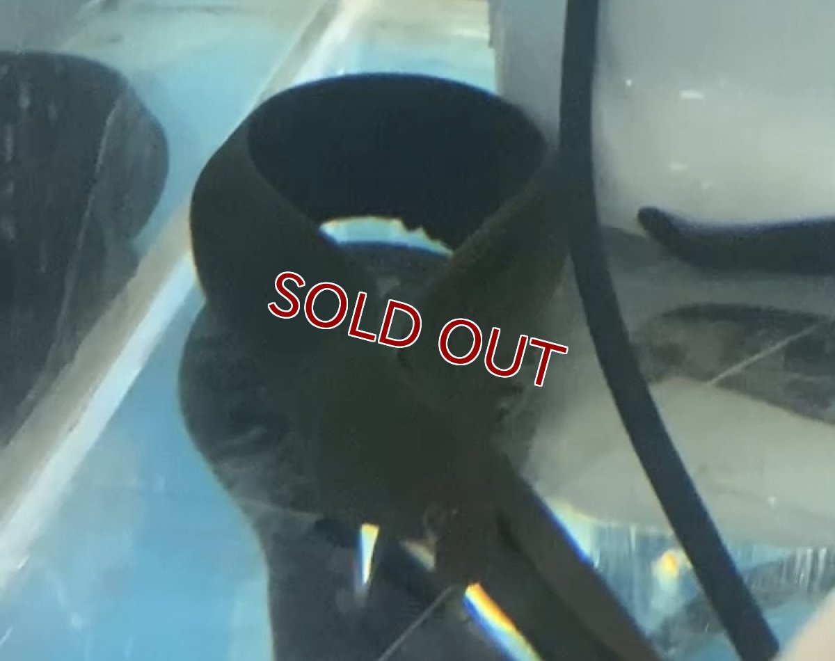 画像2: 【淡水魚】【通販】特価 淡水ウツボ ホワイトチークモレイ【１匹 サンプル画像】(大型魚)(生体)(熱帯魚)NKO (2)