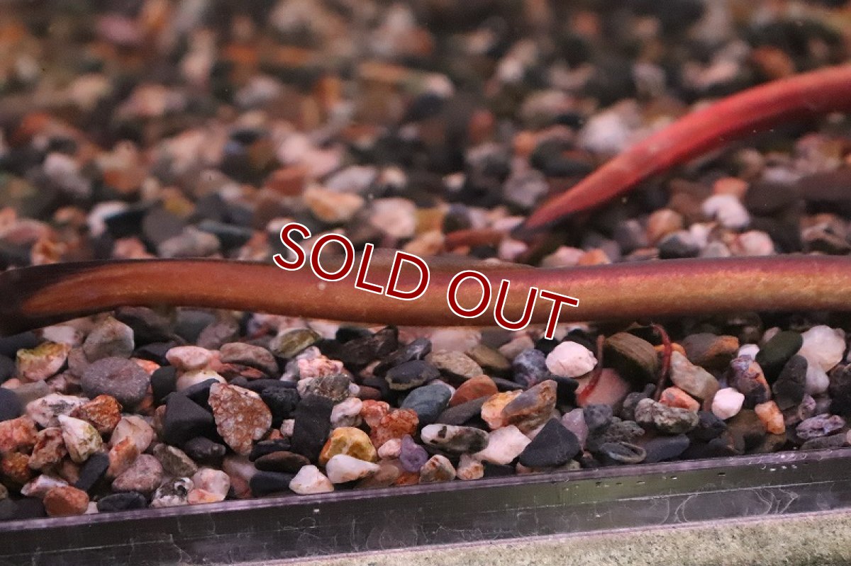 画像2: 【淡水魚】激安 インドピンクウナギ【１匹 サンプル画像】(±20-25cm)(ウツボ)（生体）(熱帯魚)NK (2)