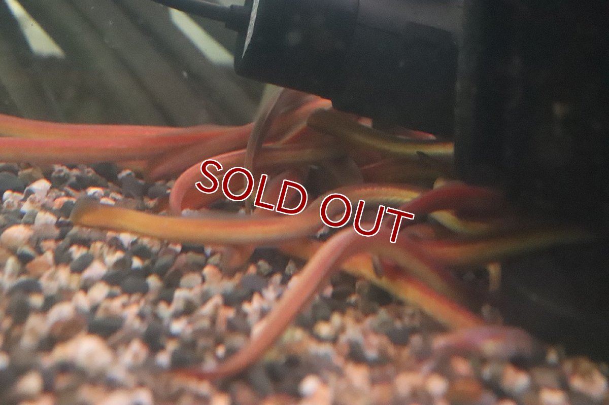 画像3: 【淡水魚】激安 インドピンクウナギ【１匹 サンプル画像】(±20-25cm)(ウツボ)（生体）(熱帯魚)NK (3)