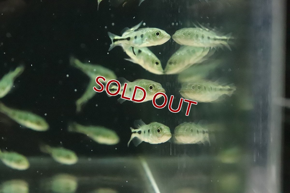 画像2: 【淡水魚】特価 キクラ sp ノボアイロン ワイルド【1匹 サンプル画像】(±5cm)(大型魚)（生体）(熱帯魚)NKO (2)