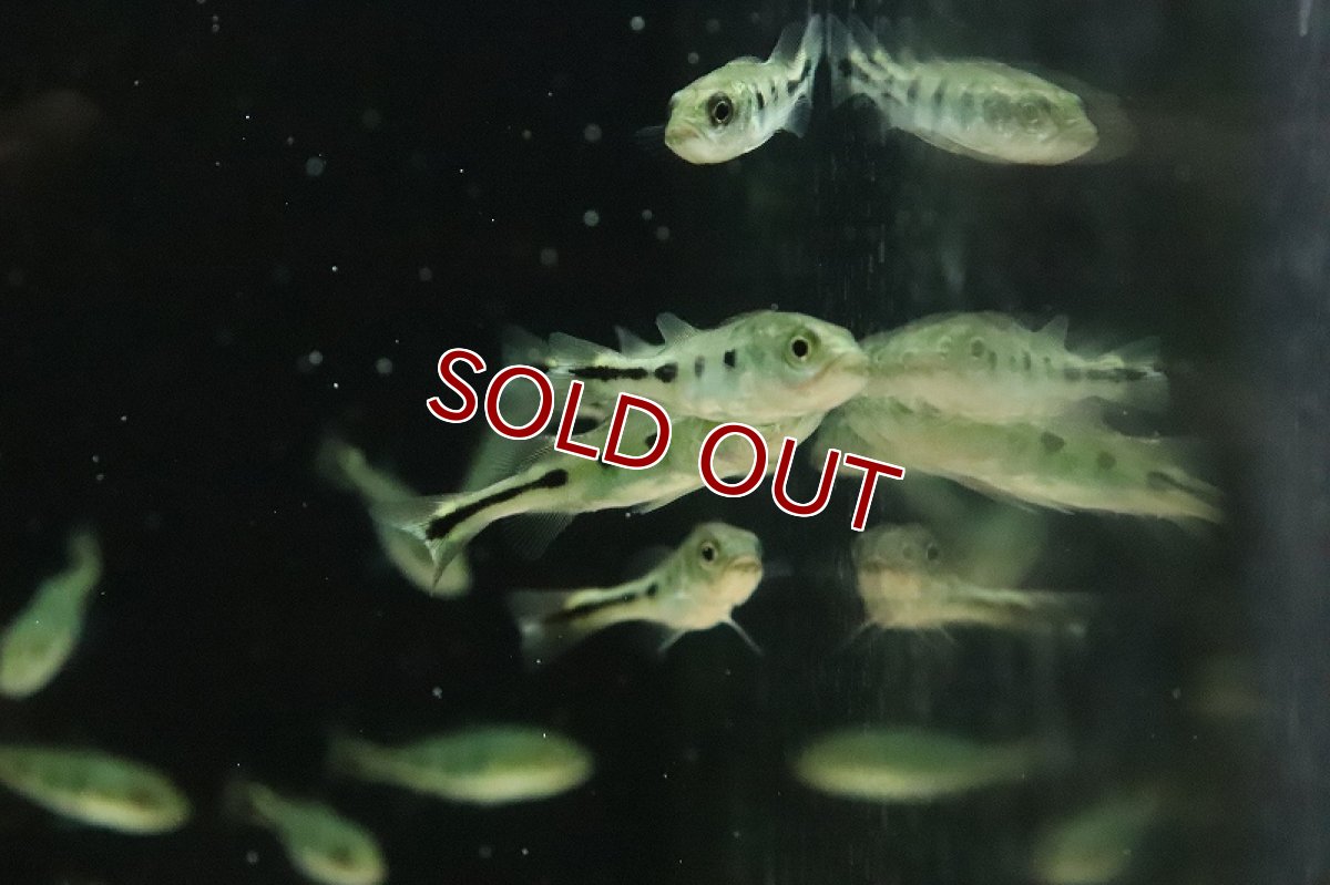 画像3: 【淡水魚】特価 キクラ sp ノボアイロン ワイルド【1匹 サンプル画像】(±5cm)(大型魚)（生体）(熱帯魚)NKO (3)