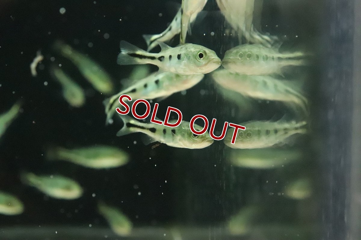 画像4: 【淡水魚】特価 キクラ sp ノボアイロン ワイルド【1匹 サンプル画像】(±5cm)(大型魚)（生体）(熱帯魚)NKO (4)