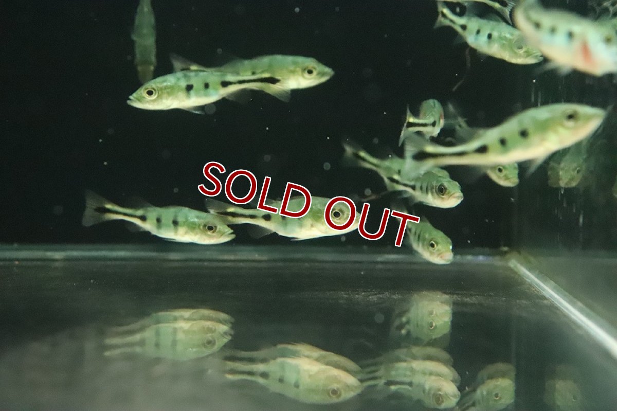 画像5: 【淡水魚】特価 キクラ sp ノボアイロン ワイルド【1匹 サンプル画像】(±5cm)(大型魚)（生体）(熱帯魚)NKO (5)