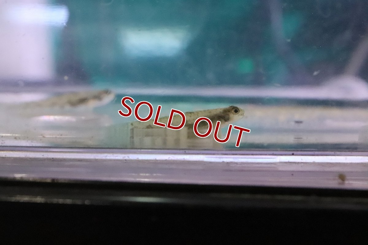 画像2: 【淡水魚】レッドスポットマウンテンゴビー【1匹 サンプル画像】(ゴビー)（生体）(熱帯魚)NK (2)