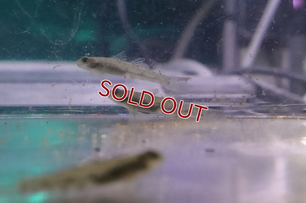 画像3: 【淡水魚】レッドスポットマウンテンゴビー【1匹 サンプル画像】(ゴビー)（生体）(熱帯魚)NK (3)