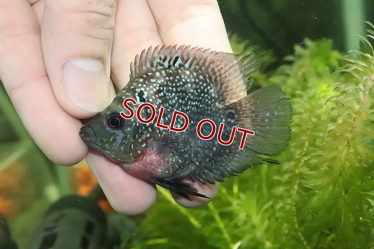 画像2: 【淡水魚】大特価 キリンパロット【1匹 サンプル画像】(±4cm)(大型魚)(生体)(熱帯魚)NKO (2)