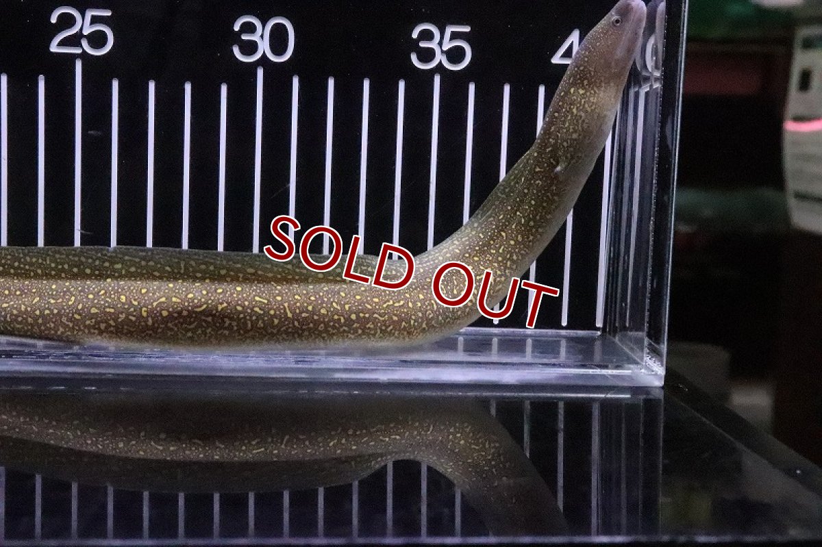 画像2: 【淡水魚】淡水ウツボ ゴールドフレーム【1匹 サンプル画像】(±20-35cm)(大型魚)(生体)(熱帯魚)NKO (2)