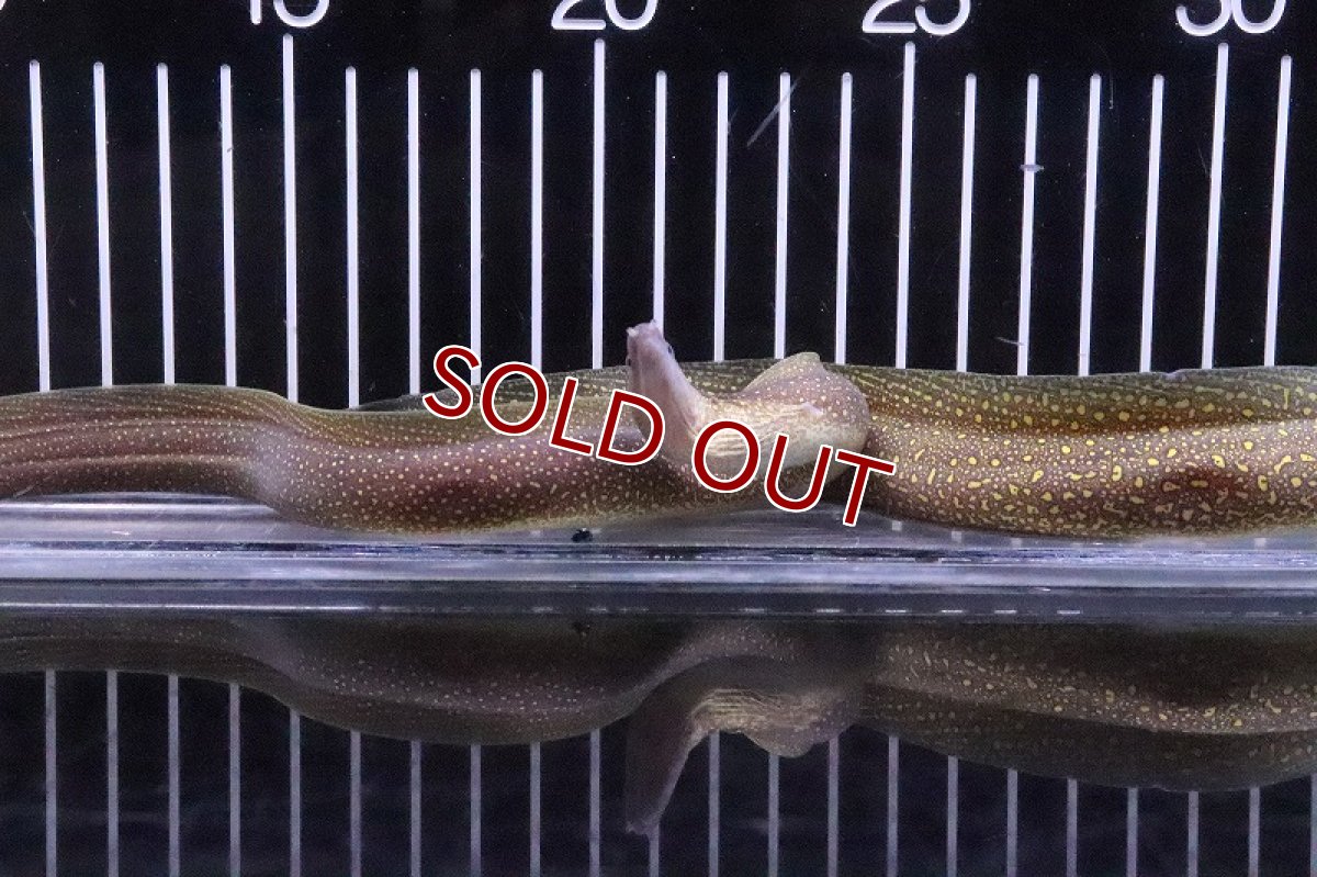 画像3: 【淡水魚】淡水ウツボ ゴールドフレーム【1匹 サンプル画像】(±20-35cm)(大型魚)(生体)(熱帯魚)NKO (3)