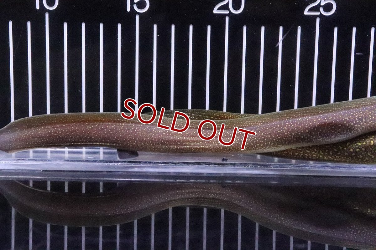 画像4: 【淡水魚】淡水ウツボ ゴールドフレーム【1匹 サンプル画像】(±20-35cm)(大型魚)(生体)(熱帯魚)NKO (4)