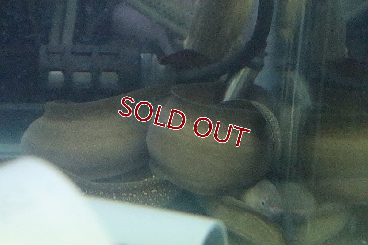 画像5: 【淡水魚】淡水ウツボ ゴールドフレーム【1匹 サンプル画像】(±20-35cm)(大型魚)(生体)(熱帯魚)NKO (5)