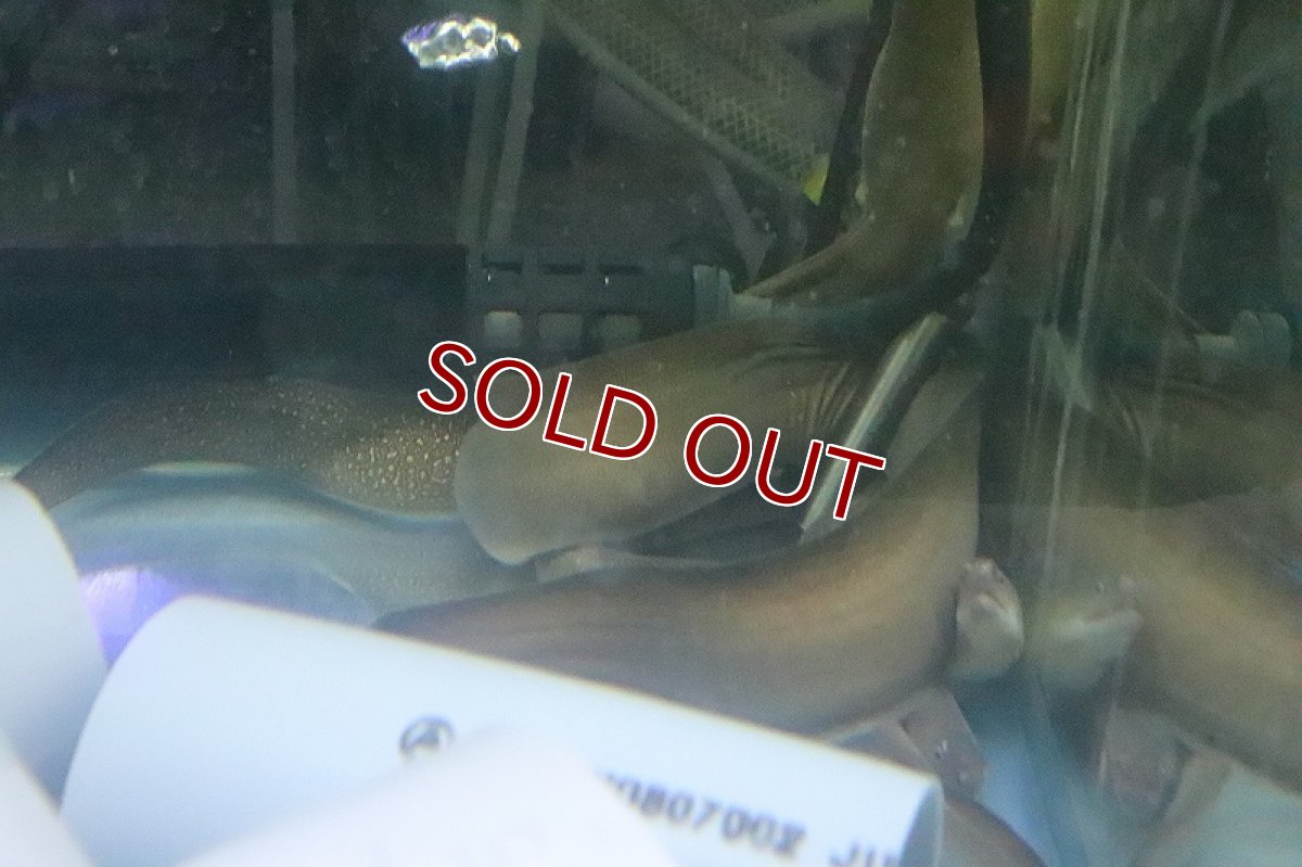 画像6: 【淡水魚】淡水ウツボ ゴールドフレーム【1匹 サンプル画像】(±20-35cm)(大型魚)(生体)(熱帯魚)NKO (6)