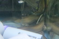 画像6: 【淡水魚】【通販】淡水ウツボ ゴールドフレーム【1匹 サンプル画像】(±20-35cm)(大型魚)(生体)(熱帯魚)NKO (6)