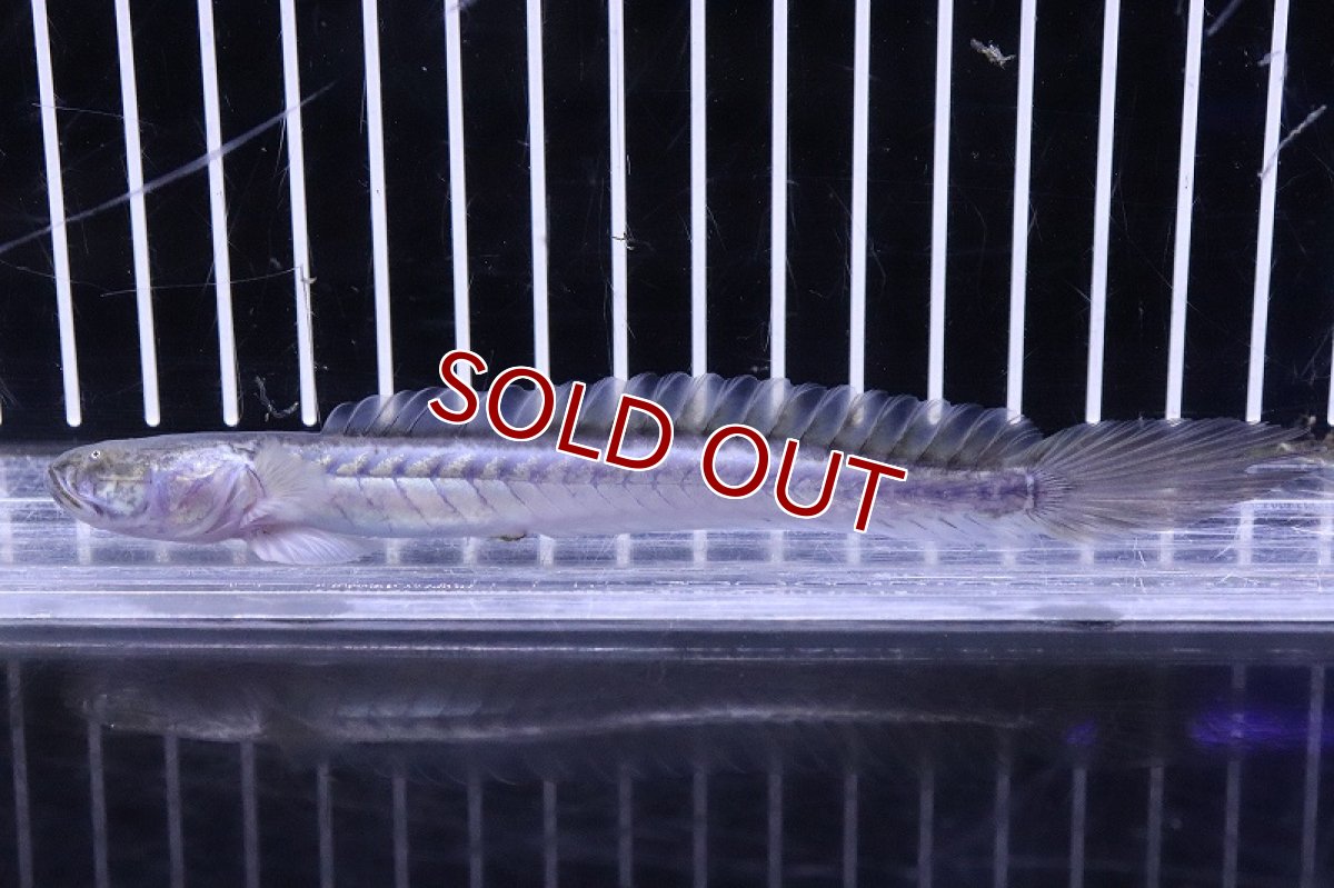 画像1: 【淡水魚】【通販】ドラゴンフィッシュ【1匹 サンプル画像】(±10-15cm)(大型魚)(生体)(熱帯魚)NKO (1)