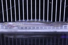 画像1: 【淡水魚】【通販】ドラゴンフィッシュ【1匹 サンプル画像】(±10-15cm)(大型魚)(生体)(熱帯魚)NKO (1)