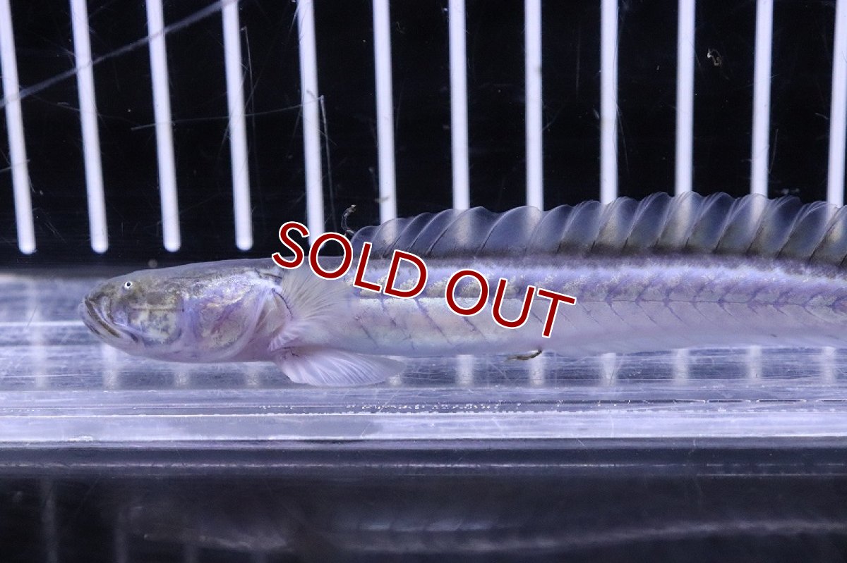 画像2: 【淡水魚】【通販】ドラゴンフィッシュ【1匹 サンプル画像】(±10-15cm)(大型魚)(生体)(熱帯魚)NKO (2)