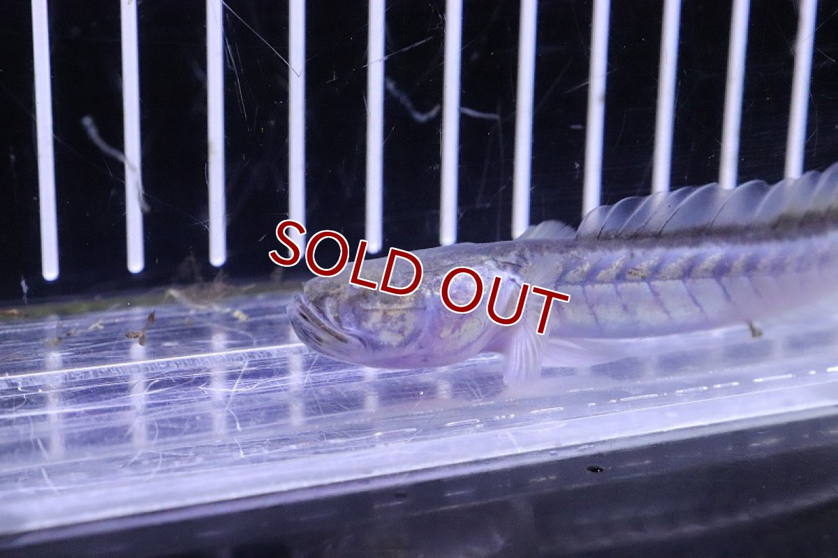 画像4: 【淡水魚】【通販】ドラゴンフィッシュ【1匹 サンプル画像】(±10-15cm)(大型魚)(生体)(熱帯魚)NKO (4)