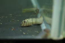 画像1: 【淡水魚】【通販】淡水ギンポ【1匹 サンプル画像】(ギンポ)(生体)(熱帯魚)NK (1)