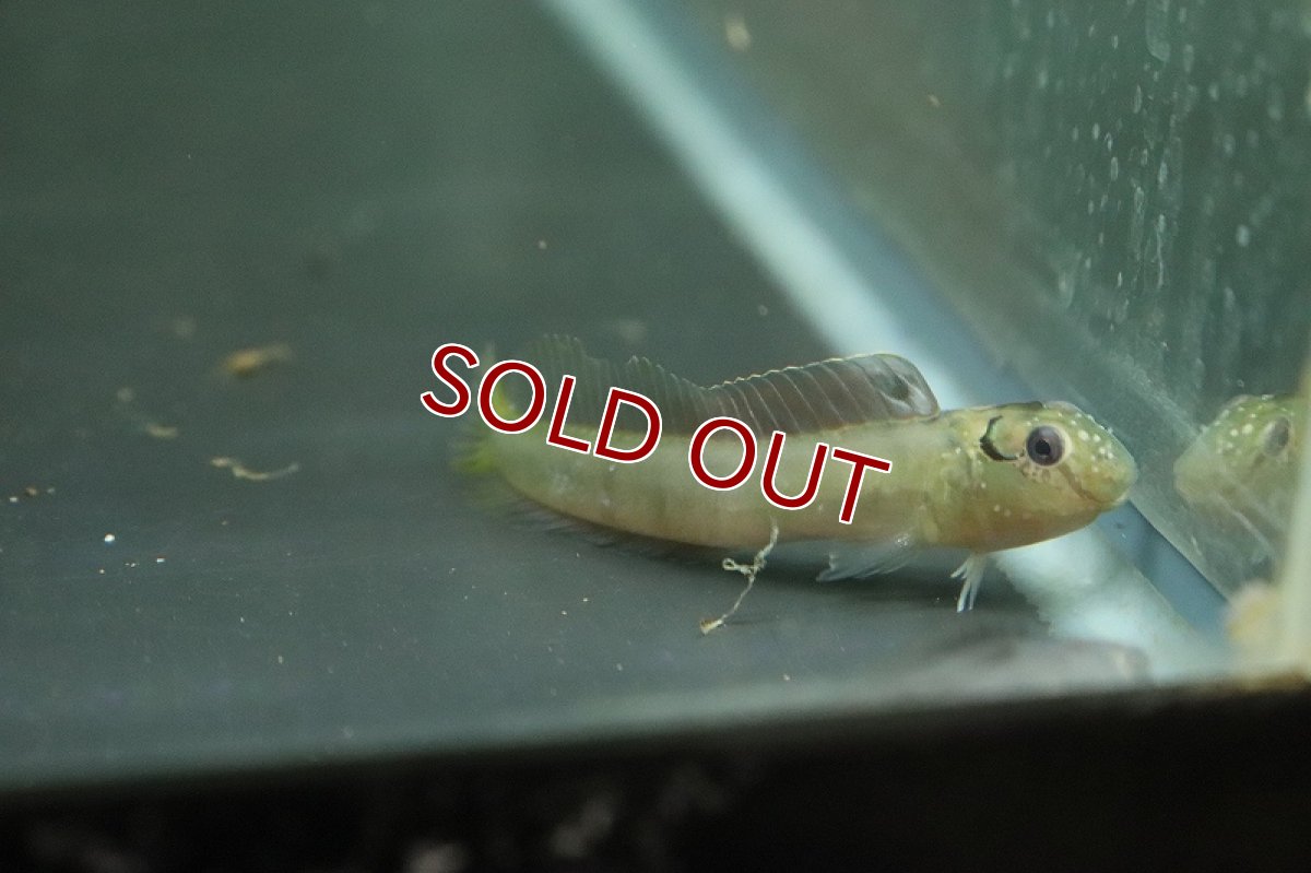 画像2: 【淡水魚】淡水ギンポ【1匹 サンプル画像】(ギンポ)(生体)(熱帯魚)NK (2)