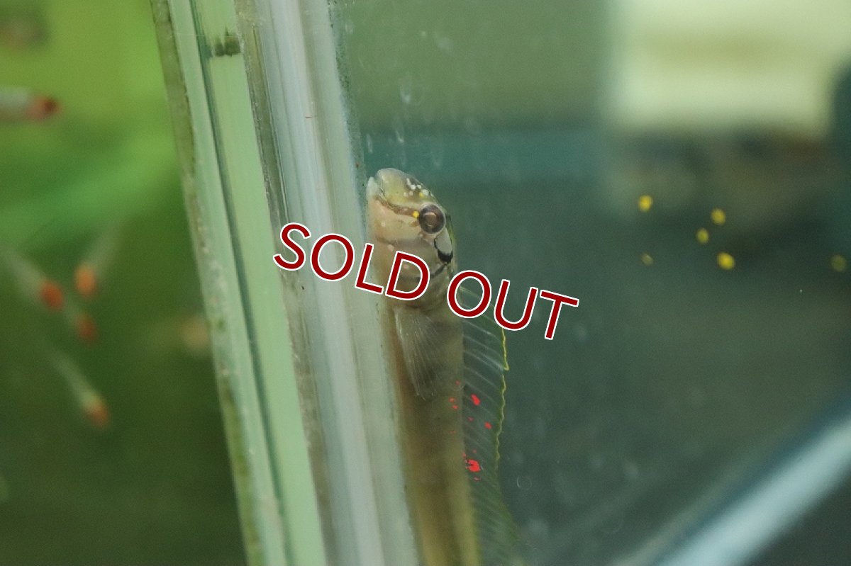 画像3: 【淡水魚】淡水ギンポ【1匹 サンプル画像】(ギンポ)(生体)(熱帯魚)NK (3)