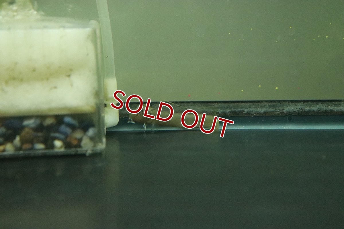 画像4: 【淡水魚】淡水ギンポ【1匹 サンプル画像】(ギンポ)(生体)(熱帯魚)NK (4)