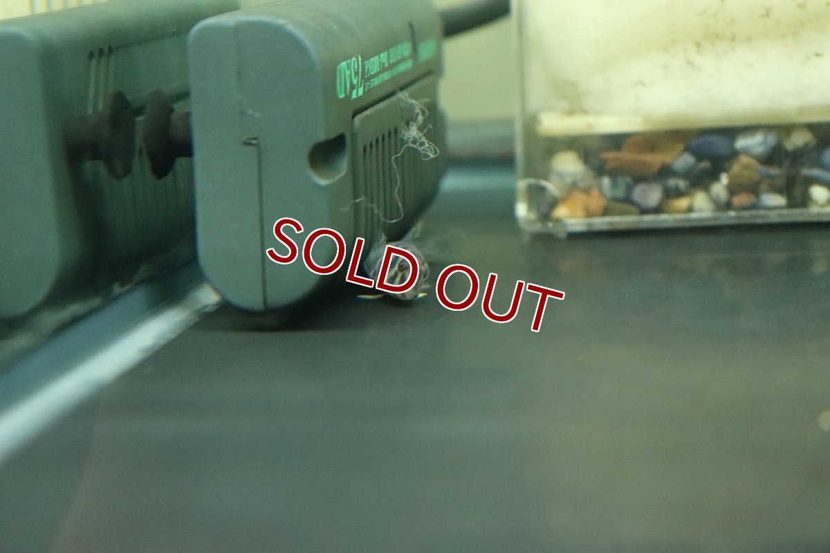 画像5: 【淡水魚】淡水ギンポ【1匹 サンプル画像】(ギンポ)(生体)(熱帯魚)NK (5)