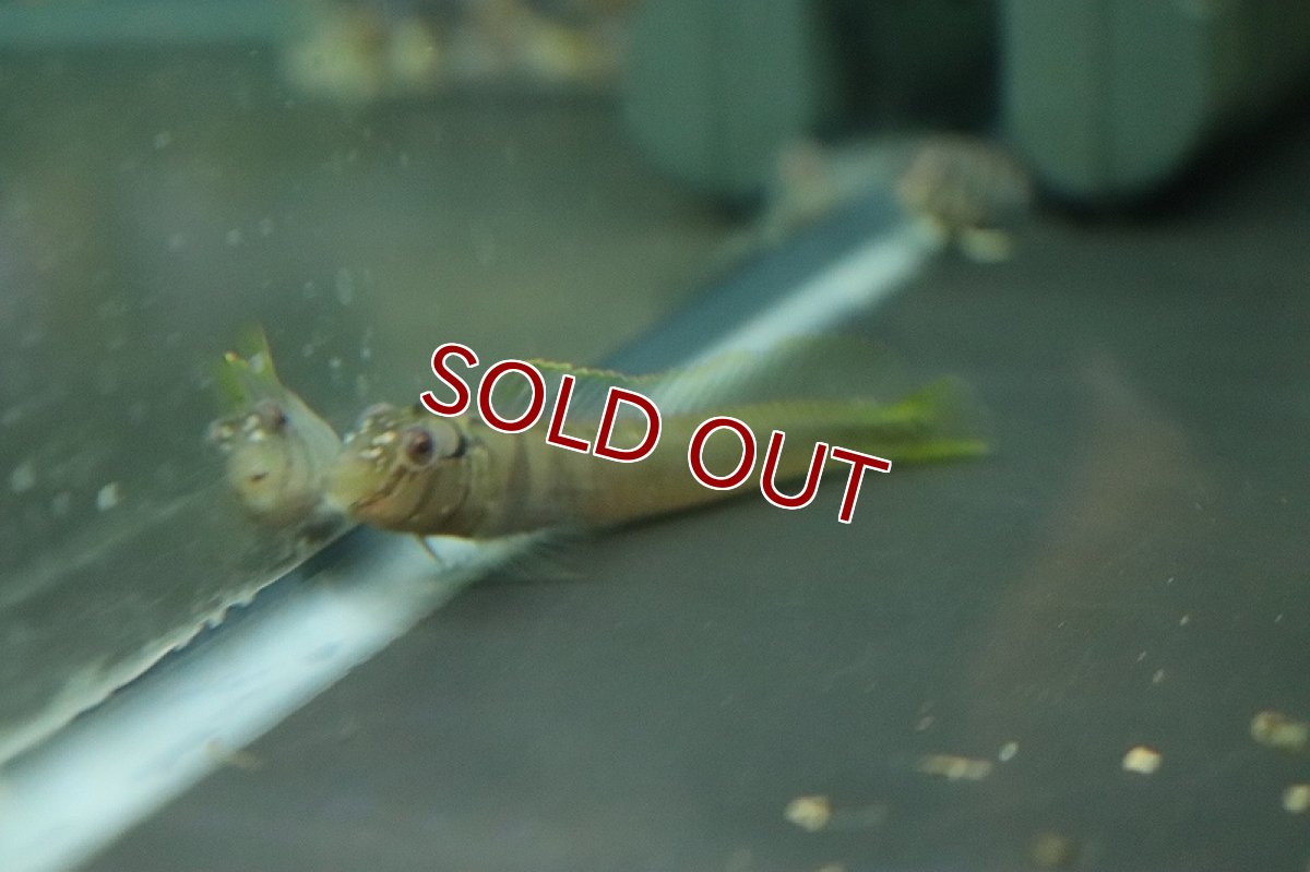 画像6: 【淡水魚】淡水ギンポ【1匹 サンプル画像】(ギンポ)(生体)(熱帯魚)NK (6)