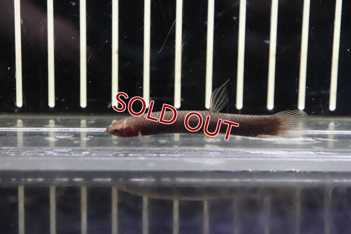 画像2: 【淡水魚】珍種 アフリカンマッドフィッシュ ワイルド【1匹 サンプル画像】(生体)(熱帯魚)NK (2)