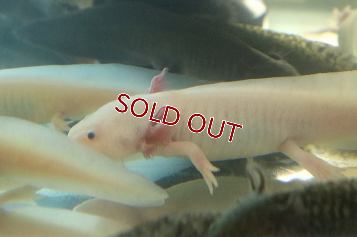 画像2: 【淡水魚】【通販】激安 ウーパールーパー リューシー【1匹 サンプル画像】(±5cm)(ウーパールーパー)(生体)(熱帯魚)NK (2)