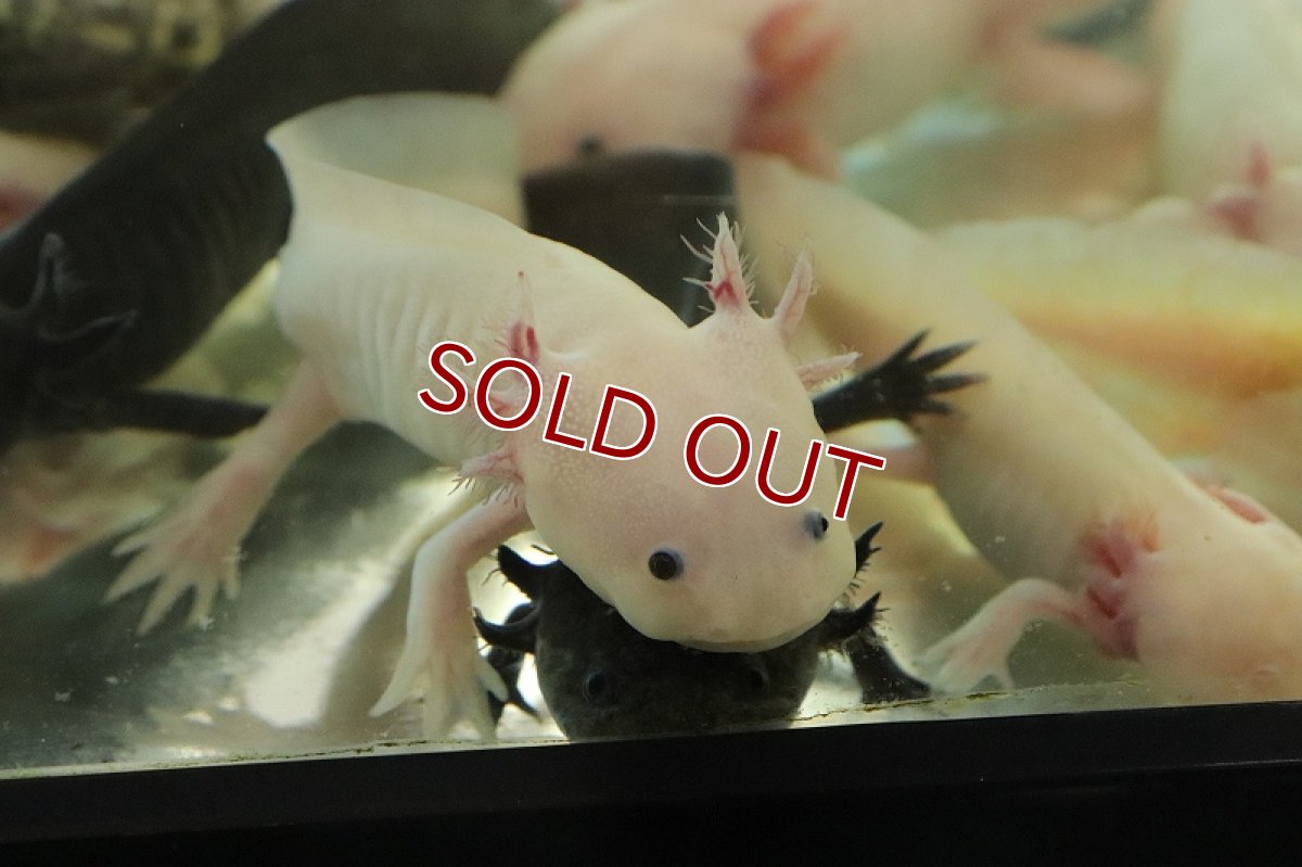 画像3: 【淡水魚】【通販】激安 ウーパールーパー リューシー【1匹 サンプル画像】(±5cm)(ウーパールーパー)(生体)(熱帯魚)NK (3)