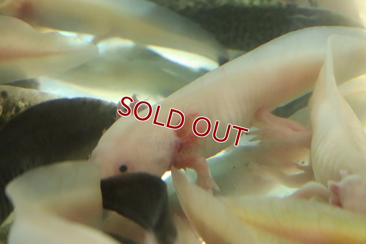 画像4: 【淡水魚】【通販】激安 ウーパールーパー リューシー【1匹 サンプル画像】(±5cm)(ウーパールーパー)(生体)(熱帯魚)NK (4)