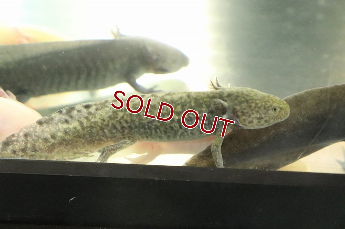 画像2: 【淡水魚】【通販】ウーパールーパー マーブル【1匹 サンプル画像】(±5-7cm)(ウーパールーパー)(生体)(熱帯魚)NK (2)