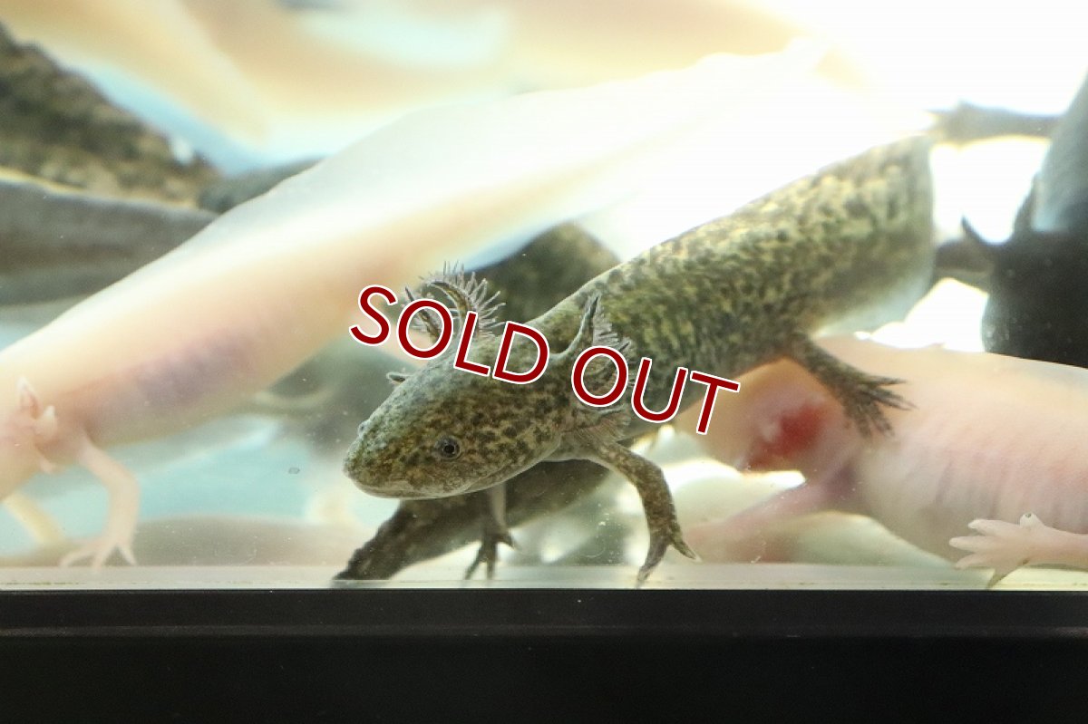 画像3: 【淡水魚】【通販】ウーパールーパー マーブル【1匹 サンプル画像】(±5-7cm)(ウーパールーパー)(生体)(熱帯魚)NK (3)