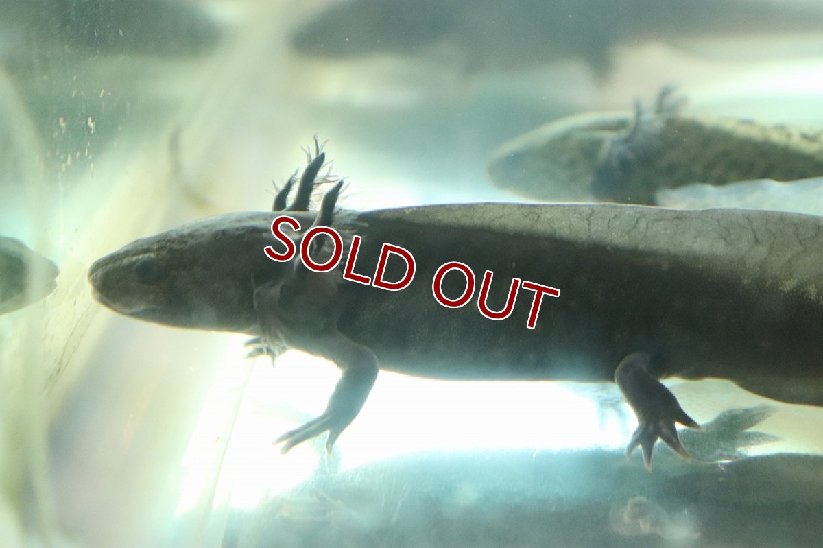 画像2: 【淡水魚】【通販】ウーパールーパー ブラック【1匹 サンプル画像】(±5-7cm)(ウーパールーパー)(生体)(熱帯魚)NK (2)