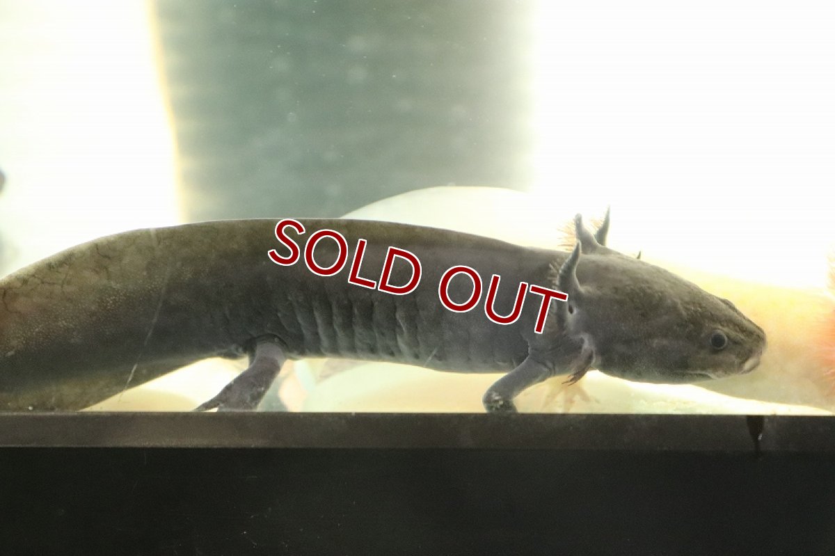 画像3: 【淡水魚】【通販】ウーパールーパー ブラック【1匹 サンプル画像】(±5-7cm)(ウーパールーパー)(生体)(熱帯魚)NK (3)