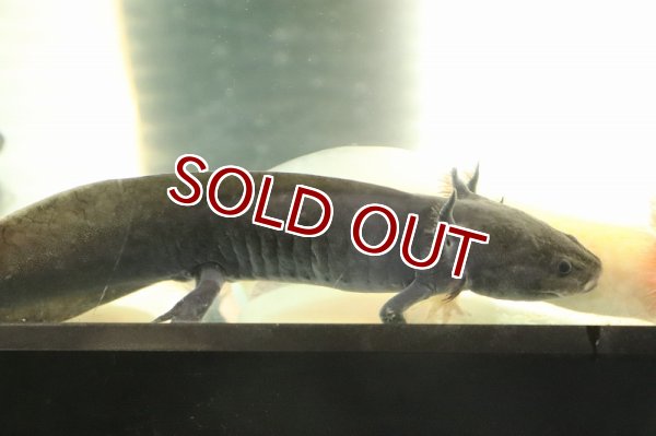 淡水魚】【通販】ウーパールーパー ブラック【1匹 サンプル画像】(±5