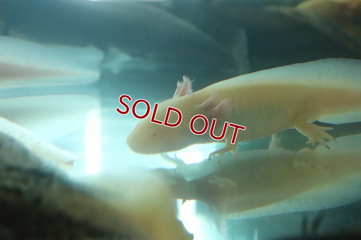 画像2: 【淡水魚】【通販】ウーパールーパー ゴールド【1匹 サンプル画像】(±5cm)(ウーパールーパー)(生体)(熱帯魚)NK (2)