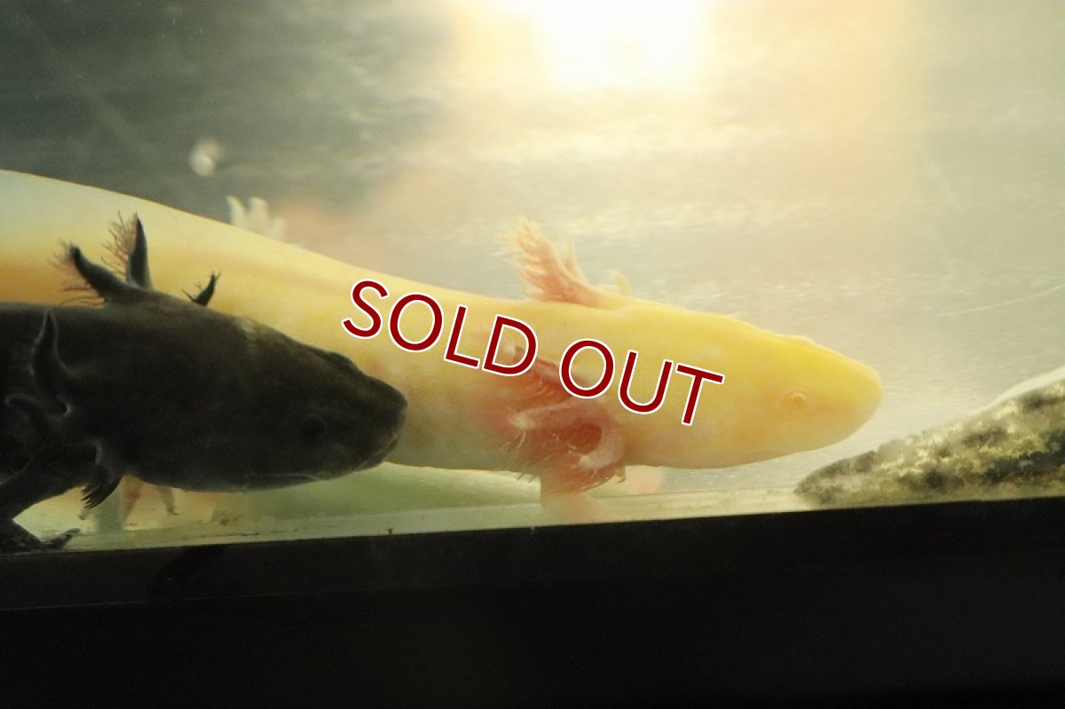 画像3: 【淡水魚】【通販】ウーパールーパー ゴールド【1匹 サンプル画像】(±5cm)(ウーパールーパー)(生体)(熱帯魚)NK (3)