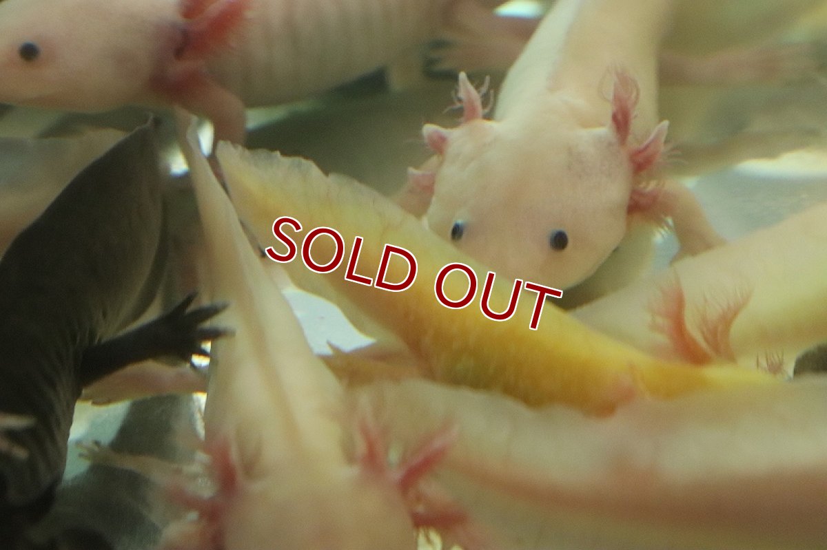 画像4: 【淡水魚】【通販】ウーパールーパー ゴールド【1匹 サンプル画像】(±5cm)(ウーパールーパー)(生体)(熱帯魚)NK (4)