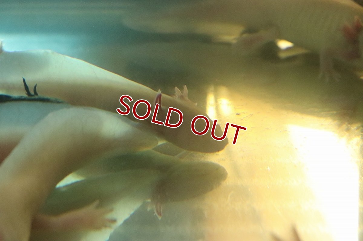 画像2: 【淡水魚】特価 大きいサイズ ウーパールーパー アルビノ【1匹 サンプル画像】(±11-14cm)(ウーパールーパー)(生体)(熱帯魚)NK (2)