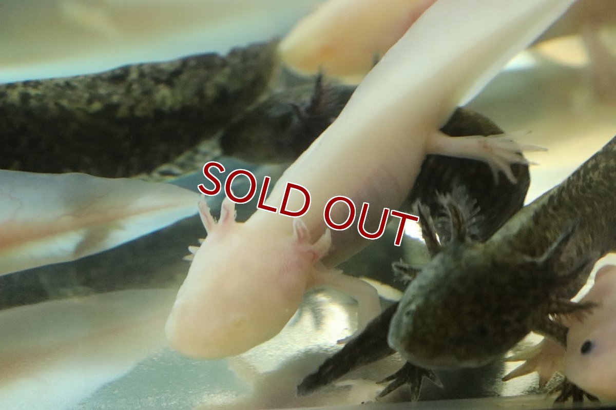 画像3: 【淡水魚】特価 大きいサイズ ウーパールーパー アルビノ【1匹 サンプル画像】(±11-14cm)(ウーパールーパー)(生体)(熱帯魚)NK (3)