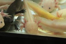 画像4: 【淡水魚】【通販】特価 大きいサイズ ウーパールーパー アルビノ【1匹 サンプル画像】(±11-14cm)(ウーパールーパー)(生体)(熱帯魚)NK (4)