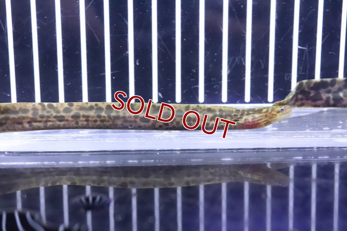 画像1: 【淡水魚】【通販】特価 淡水ヤマウツボ【1匹 サンプル画像】(±15-20cm)(淡水ウツボ)(生体)(熱帯魚)NKO (1)