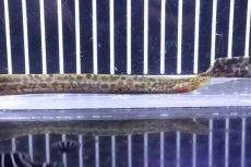 画像1: 【淡水魚】【通販】特価 淡水ヤマウツボ【1匹 サンプル画像】(±15-20cm)(淡水ウツボ)(生体)(熱帯魚)NKO (1)